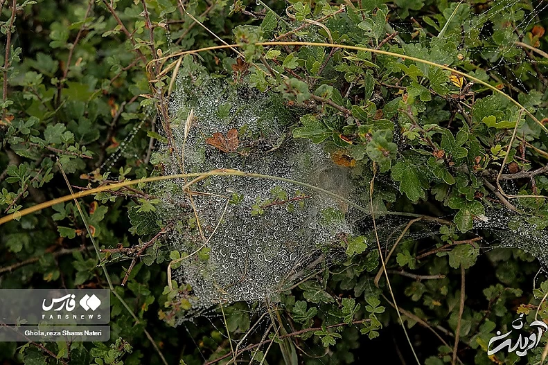 (تصاویر) همنشینی قطرات شبنم با تارهای عنکبوت